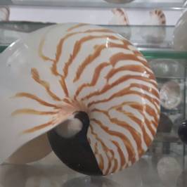 Museo Malacologico