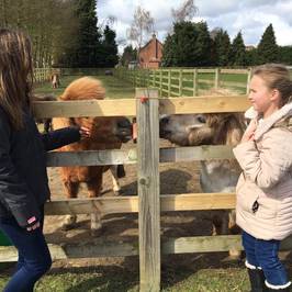 Bransby Horses