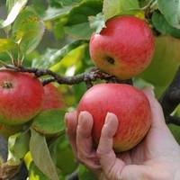 Ontario Orchards