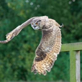 Birds of Prey Centre