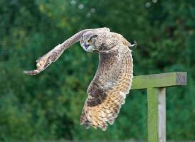 Birds of Prey Centre