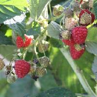 Samascott Orchards