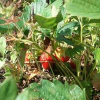 The Fruit and Berry Patch