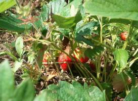 The Fruit and Berry Patch