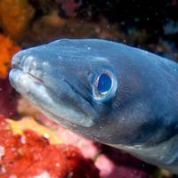 Bougainville Diving