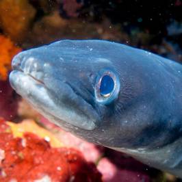 Bougainville Diving