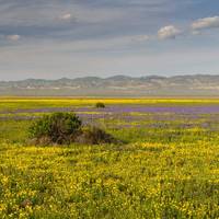 Carrizo Plain National Monument