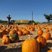 Underwood Family Farms - Moorpark