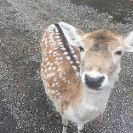 Wildpark Dusseldorf