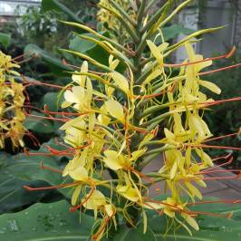 St Andrews Botanic Garden