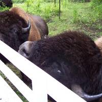 Hawkeye Buffalo Ranch