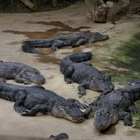 Alligator Bay