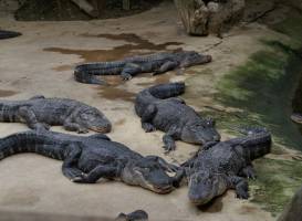 Alligator Bay