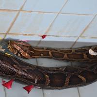 Snake Pagoda (Hmwe Paya)