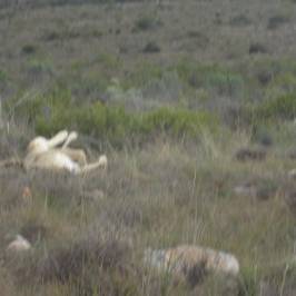 Kwantu Private Game Reserve - Day Visits