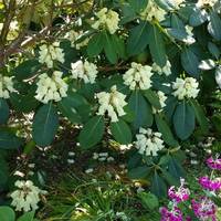 Dunskey Garden