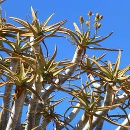 Quivertree Forest and Giant's Playground