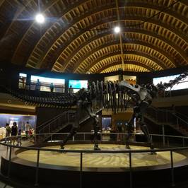 Museo Jurasico de Asturias (MUJA)