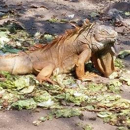 Iguanario Archundia