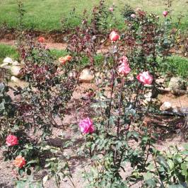 Rose Garden