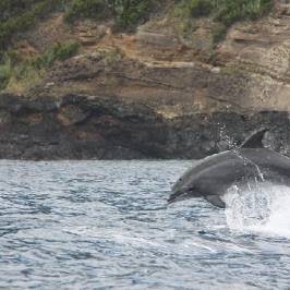 Sweet Sea - Whale Watching Tours