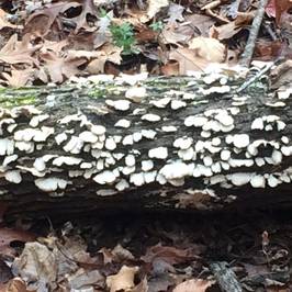 Hemlock Bluffs Nature Preserve