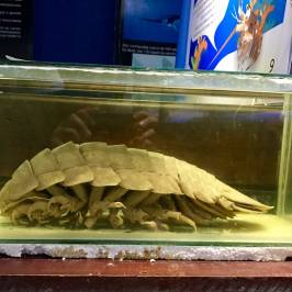Ubatuba Aquarium