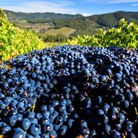 Podere L'Aja