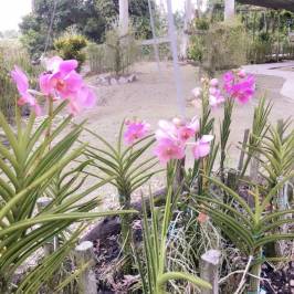 Sarawak Orchid Garden
