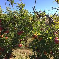 SLO Creek Farms