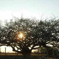 Parque Zoo-botanico da Caatinga
