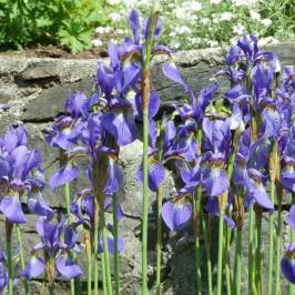 Sunken Gardens Park