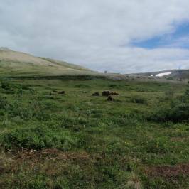 White Alice Site