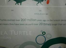 Turtle Conservation Project Turtle Watch