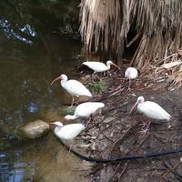 Key West Wildlife Center