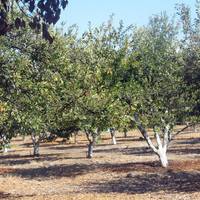 Historic Orchard