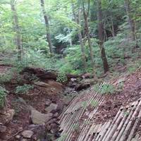 WVU Core Arboretum