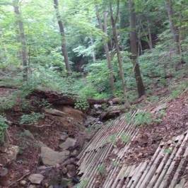 WVU Core Arboretum