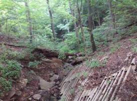 WVU Core Arboretum