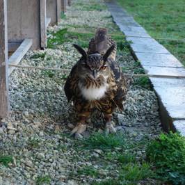 Malta Falconry Centre