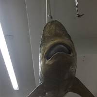 Sea Museum