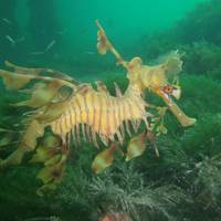 Kangaroo Island Dive and Adventures