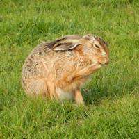 Elmley National Nature Reserve