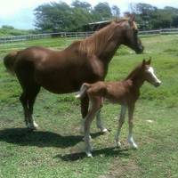 Kahuku-Kai Horse Ranch