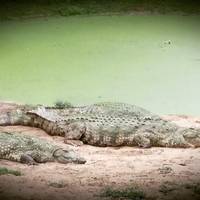 Crocodile Centre St Lucia