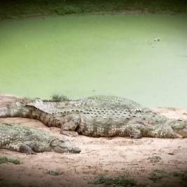 Crocodile Centre St Lucia