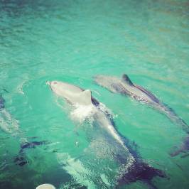 Kangaroo Island Marine Adventures