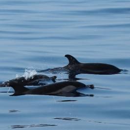 Nager avec les Dauphins