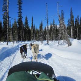 Mountain Man Dog Sled Adventures