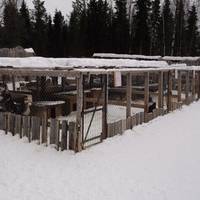 Arctic Husky Farm